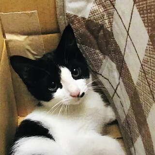 白黒の子猫(生後3ヶ月) オスです。10/14更新