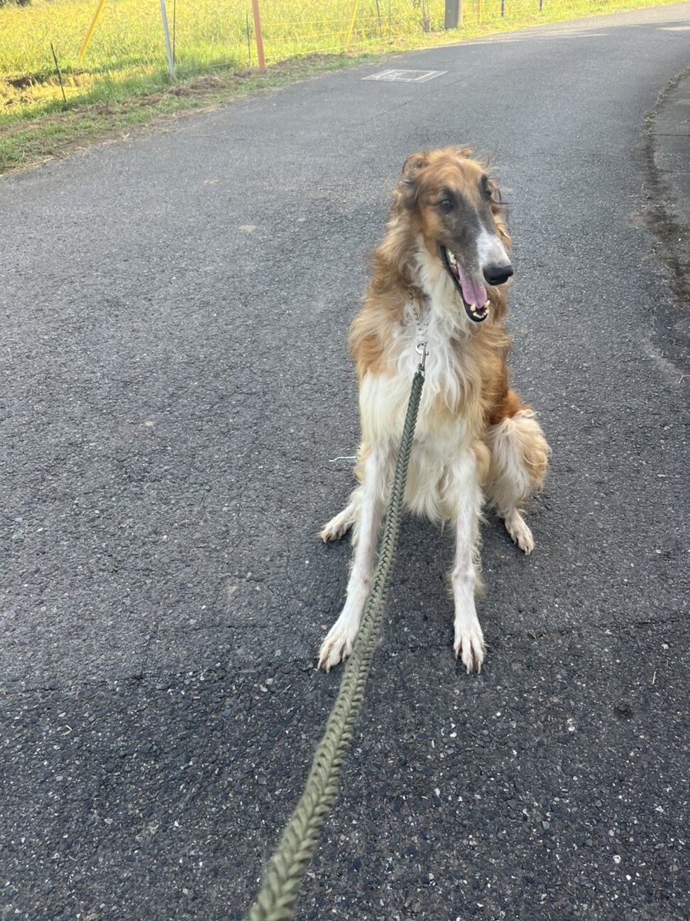 ボルゾイの男の子 千葉県 犬の里親募集 ペットのおうち 月間利用者150万人