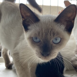 可愛いシャム風　男の子