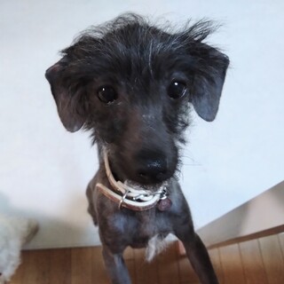 MIXの女の子 ひまりちゃん