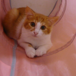 【一時停止】美人な茶シロちゃん★3ヶ月メス