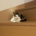 キリッとしたお目目のやんちゃボーイ白黒くん