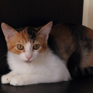 【一時停止】美人な三毛ちゃん★3ヶ月メス