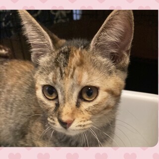 おっとり優しい甘えん坊のナナミちゃん！