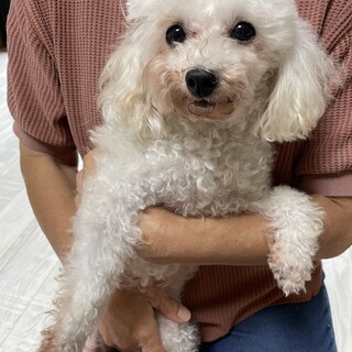 交渉中　甘えん坊すぎるプードルのリリちゃん