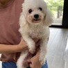 交渉中　甘えん坊すぎるプードルのリリちゃん サムネイル2