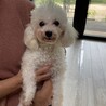 交渉中　甘えん坊すぎるプードルのリリちゃん サムネイル3