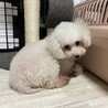 交渉中　甘えん坊すぎるプードルのリリちゃん サムネイル4