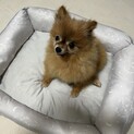 甘ったれなポメラニアン♂進次郎くん