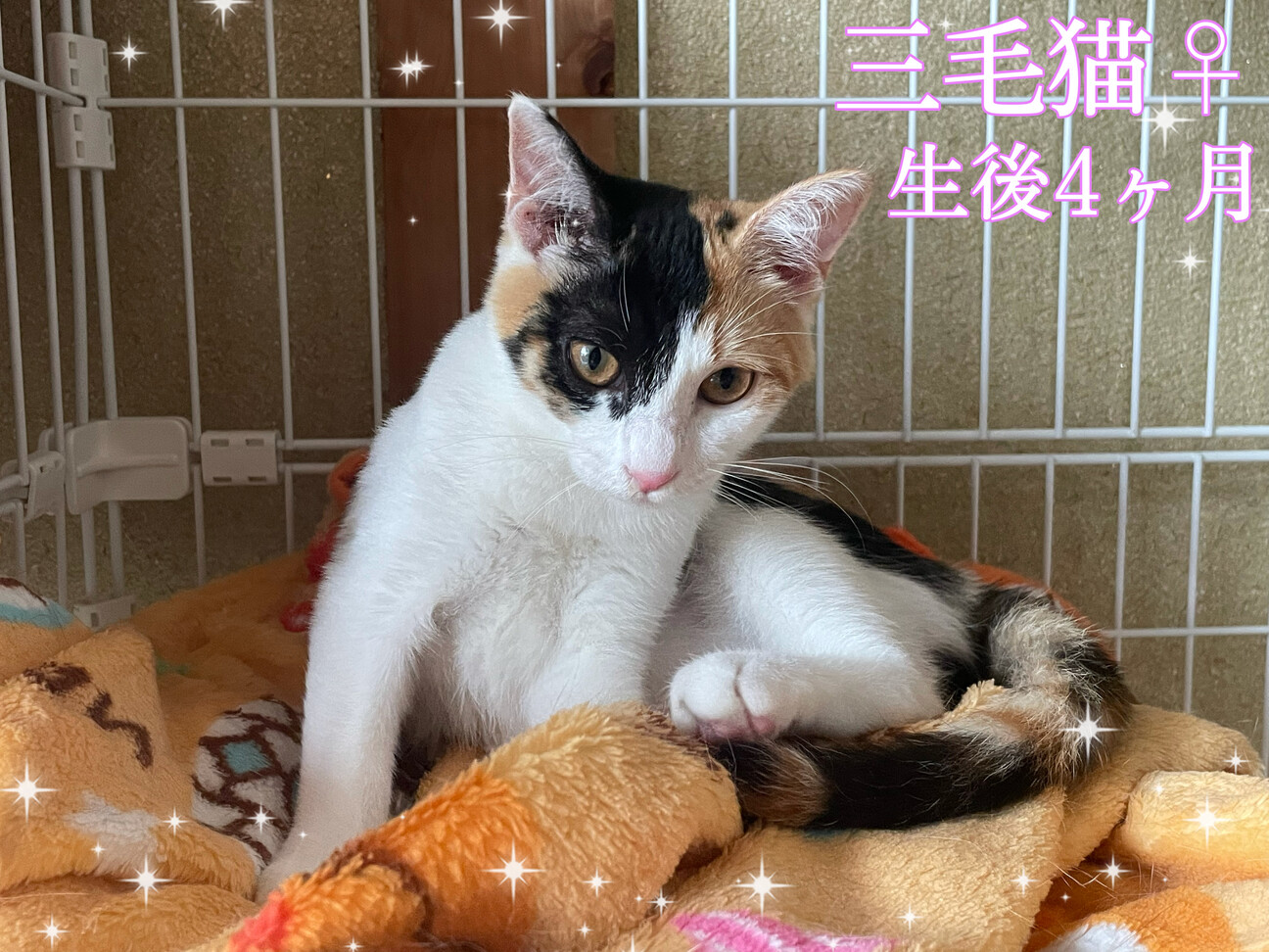 三毛猫様♡ありがとうございます♡ 三毛猫 - Search / X