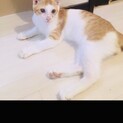 超人馴れ抜群、奇跡の子、こころ君