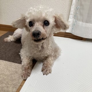 プードル　男の子　マシュー君