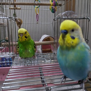 セキセイインコの里親募集