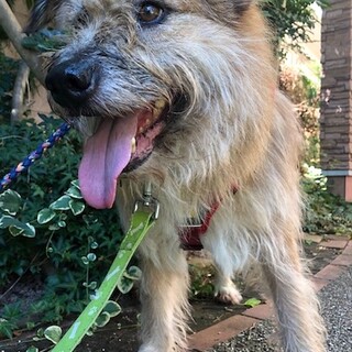 経験値アップ中、優しい大きな男の子デューク