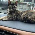 活発なさび猫　女の子　