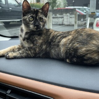 活発なさび猫　女の子　