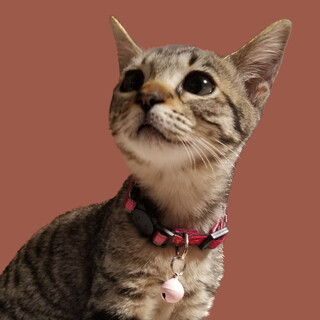 里親決定❤️美猫モカちゃん❤️