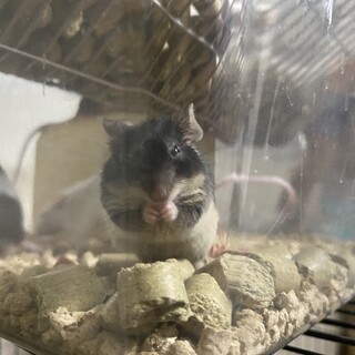 マウス　元気で活発な可愛い子たちです