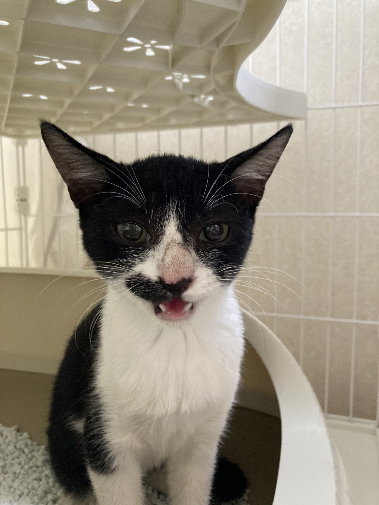 白黒ハチワレ 女の子 大阪府 猫の里親募集 ペットのおうち 月間利用者150万人