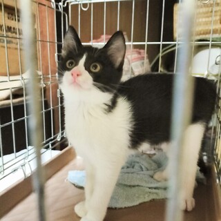 野良猫お母さんが連れてきた一匹の白黒ハチワレくん