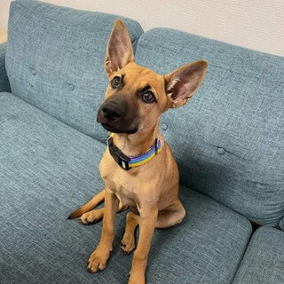 生後4か月仔犬 女の子