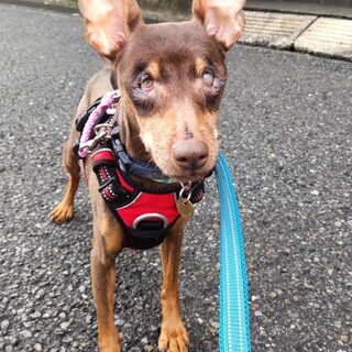 人懐っこいミニピンの女の子♀アビゲールちゃん