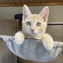 ひとりぼっちでいた子猫さん
