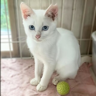 動物病院の保護猫・ブルーの瞳♪美しいかまぼこちゃん