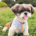 クルミ