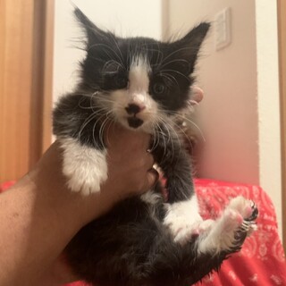 ありがとうございました★毛長のムーミンちゃん