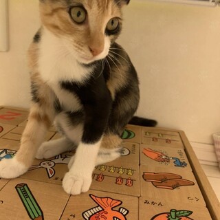 ありがとうございました★三毛猫チョロちゃん