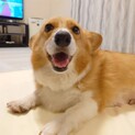 穏やかな甘えん坊コーギーのななちゃん：募集停止