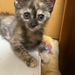 猫の里親会　ジョイフル本田荒川沖店