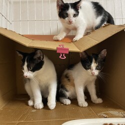 猫の里親会　日立シビックセンター