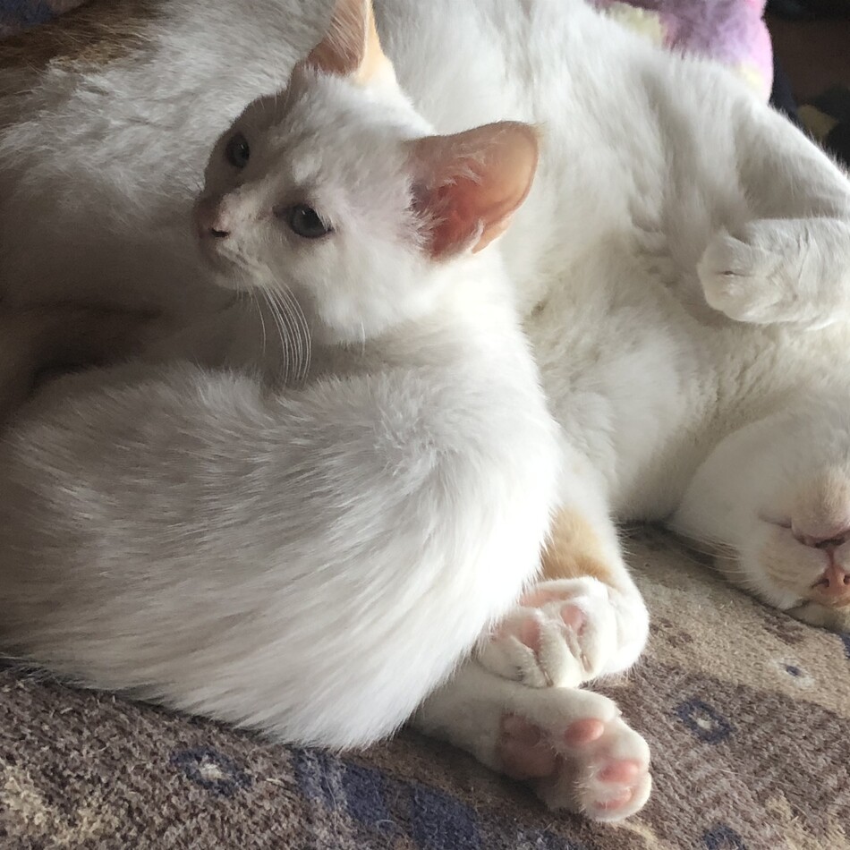 おもちのカバー写真