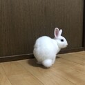 ミニうさぎ1歳
