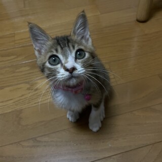 甘えん坊さん・もっちー♀（キジ白）里親募集中！！