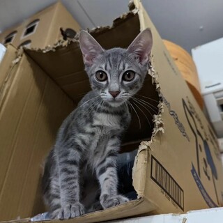 毛色が素敵なイケにゃん大豆くん♂️