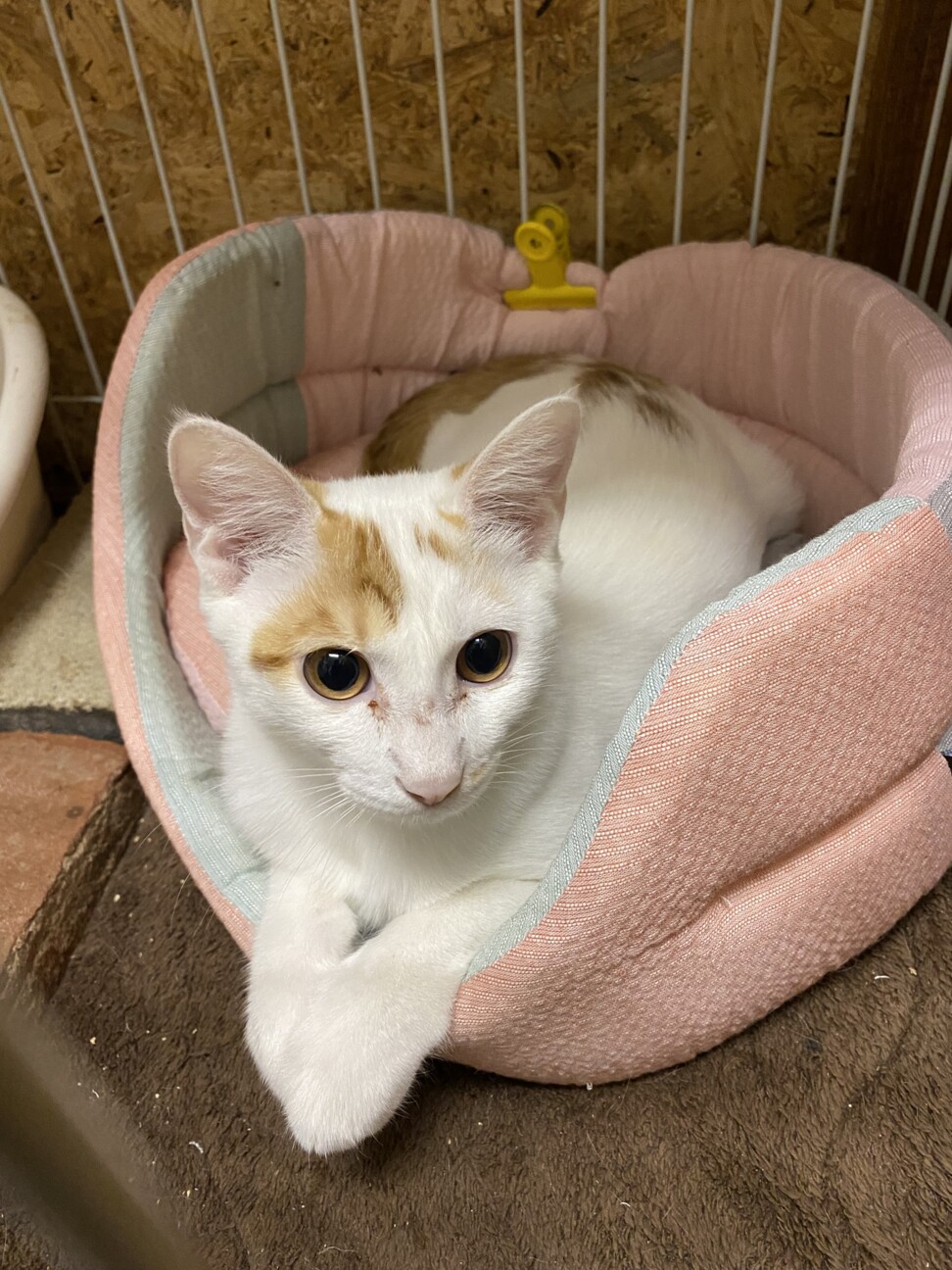 ほぼ白猫 茶白のかわい 群馬県 猫の里親募集 ペットのおうち 月間利用者150万人