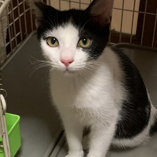 5ヶ月　白黒猫　元気いっぱい　れいちゃん