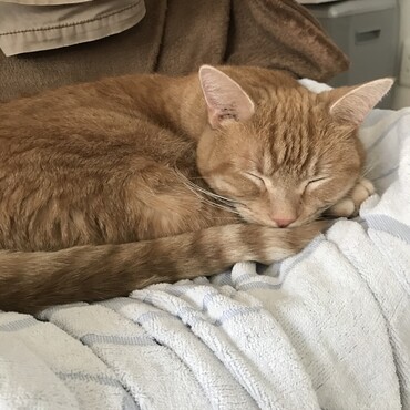 まだ、眠いにゃ