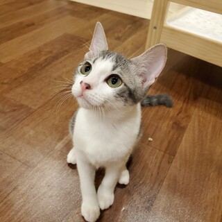 クリクリお目目のソフィアちゃん♀️