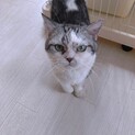 エキゾチックショートヘア　オス　推定2歳3ヶ月