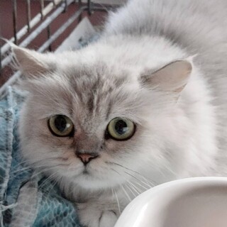 新しいおうち探してます