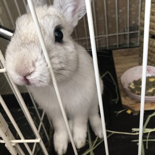 ミニウサギ　バニラくん
