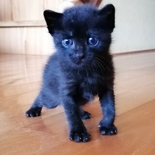 １ヶ月の保護くろ猫ちゃん(甘えん坊)☆