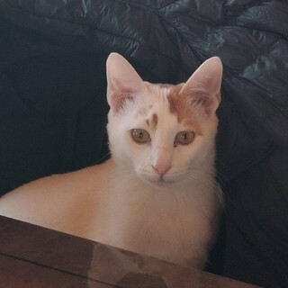 ナポリ、正式譲渡！ありがとうございました♥️