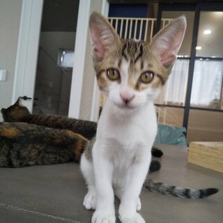 人馴れ抜群こねこ♂