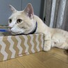 松め