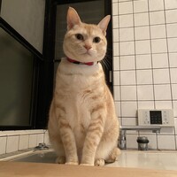 こたろう